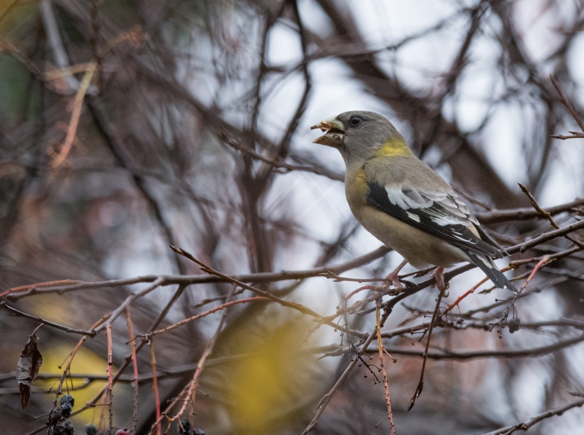 Evening Grosbeak - ML644121424