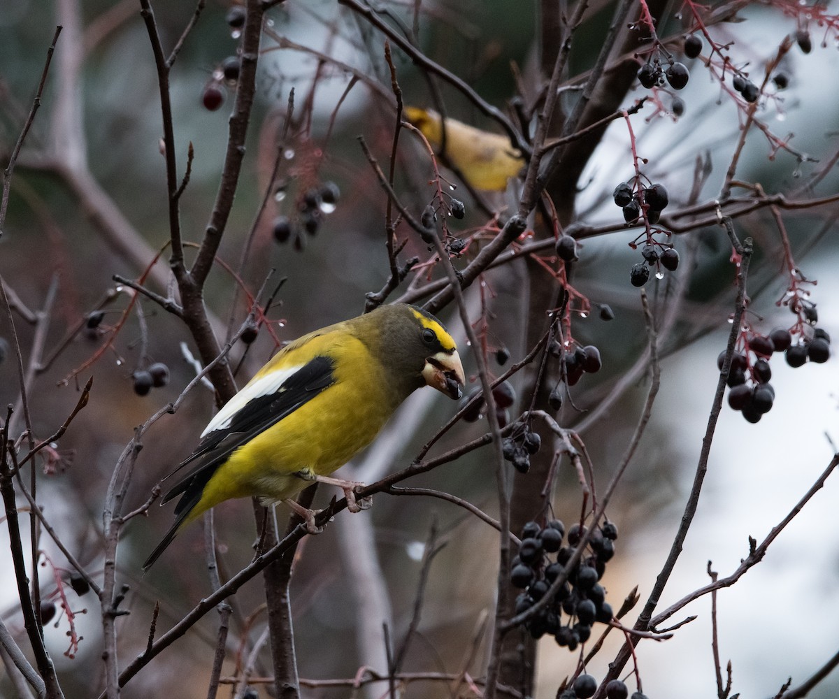 Evening Grosbeak - ML644121425