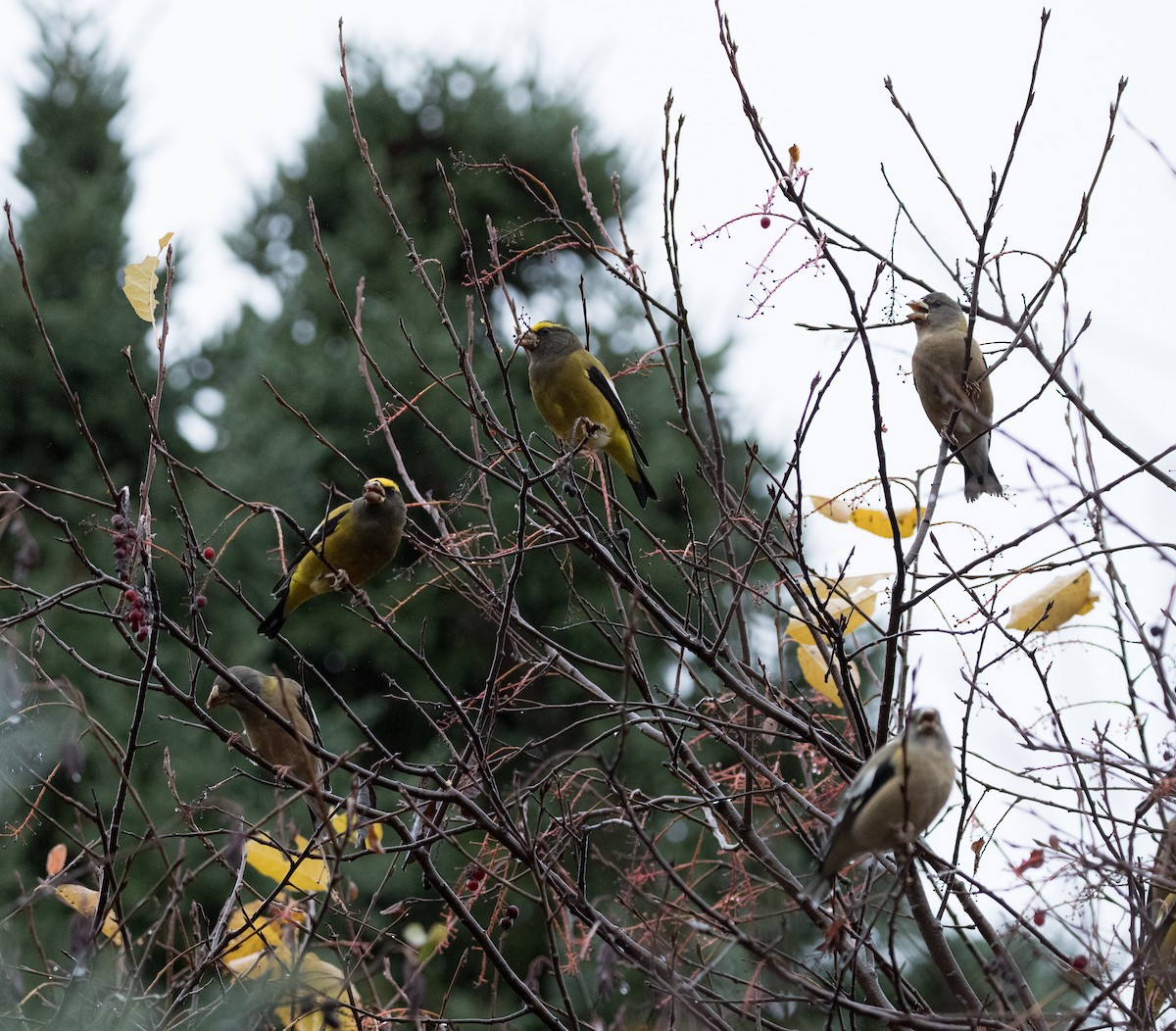 Evening Grosbeak - ML644121429