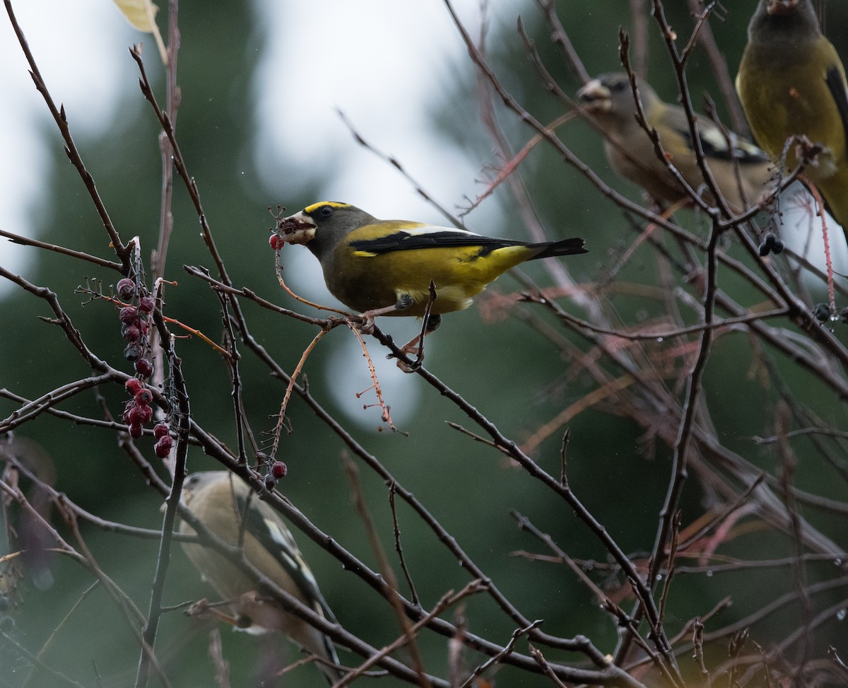 Evening Grosbeak - ML644121431