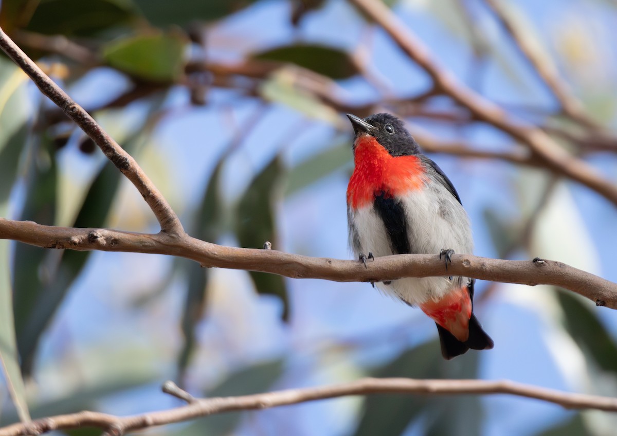 Mistletoebird - ML644121439