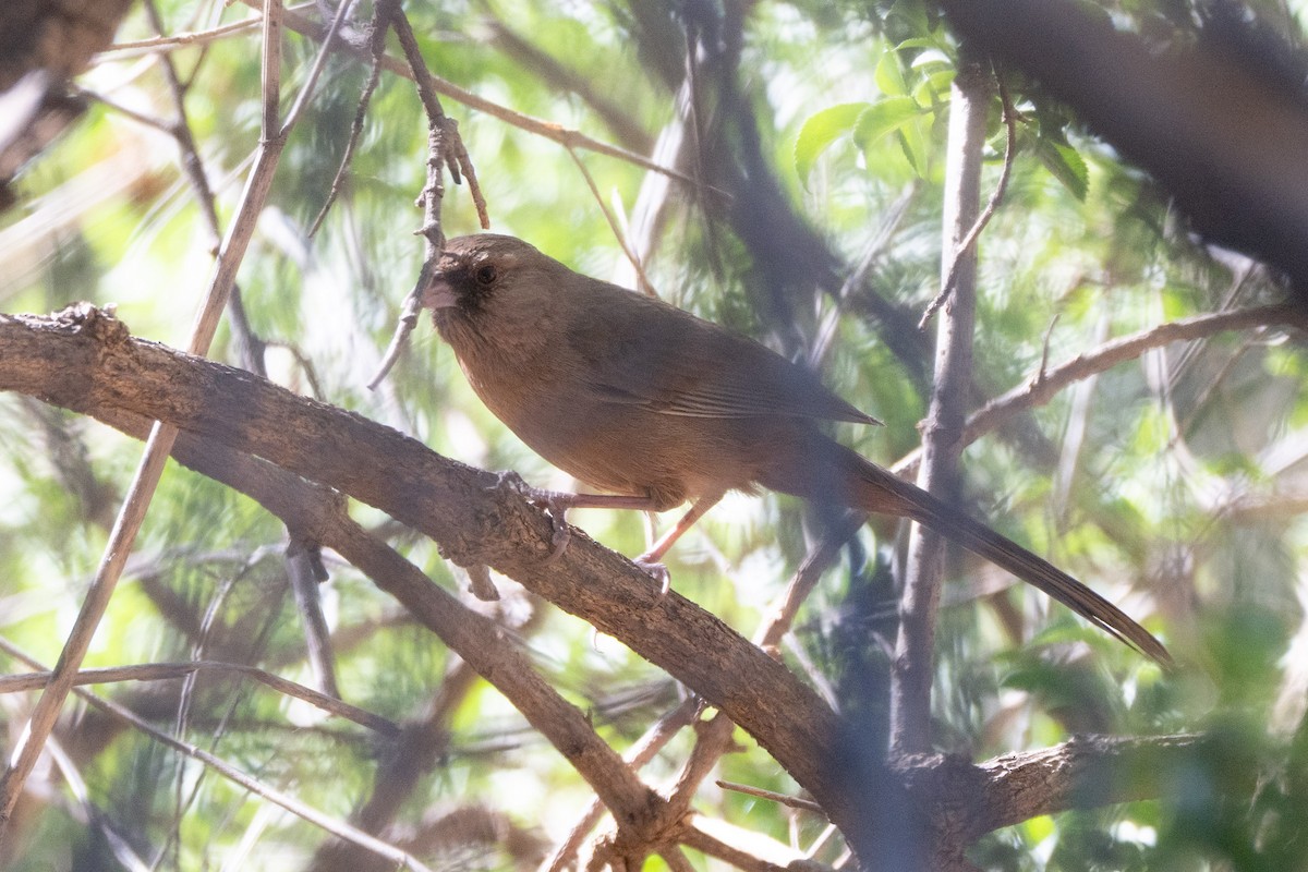 Abert's Towhee - ML644121442