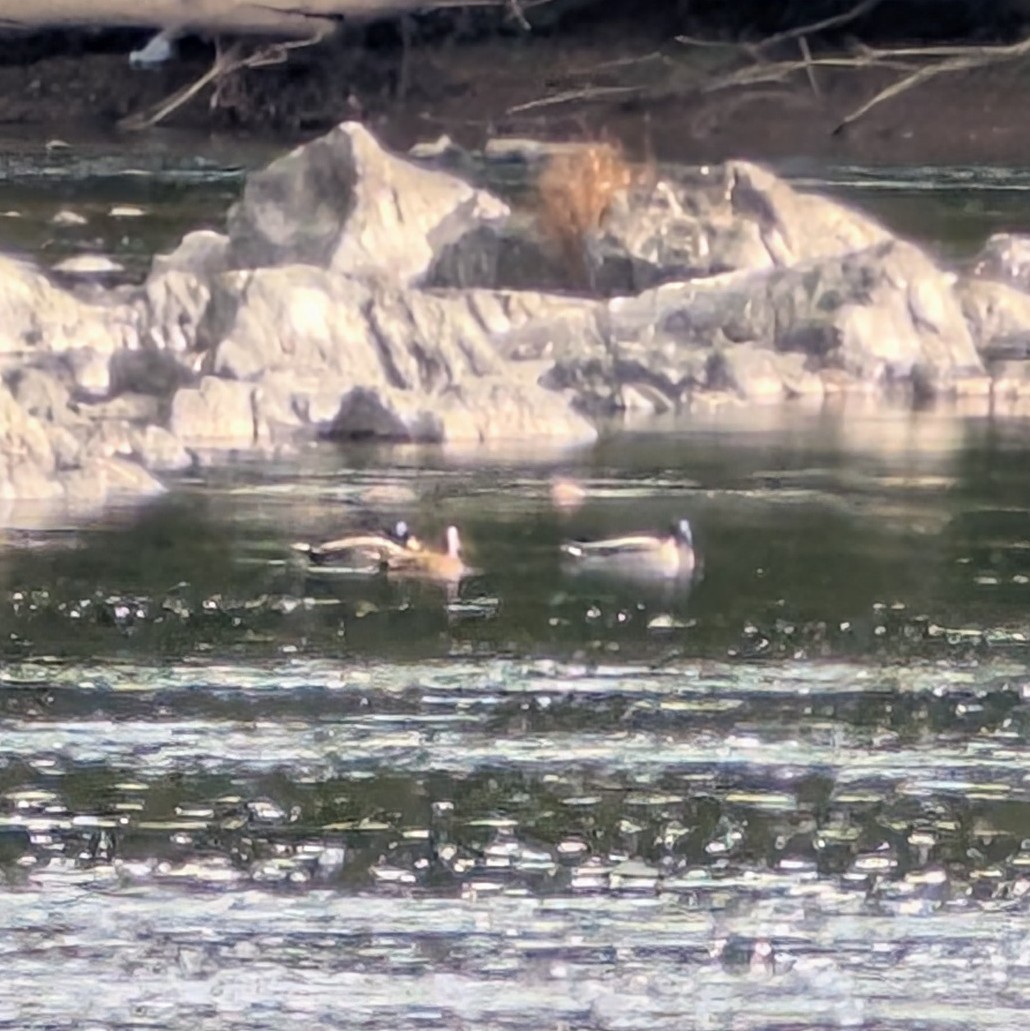 Common Merganser - ML644121447