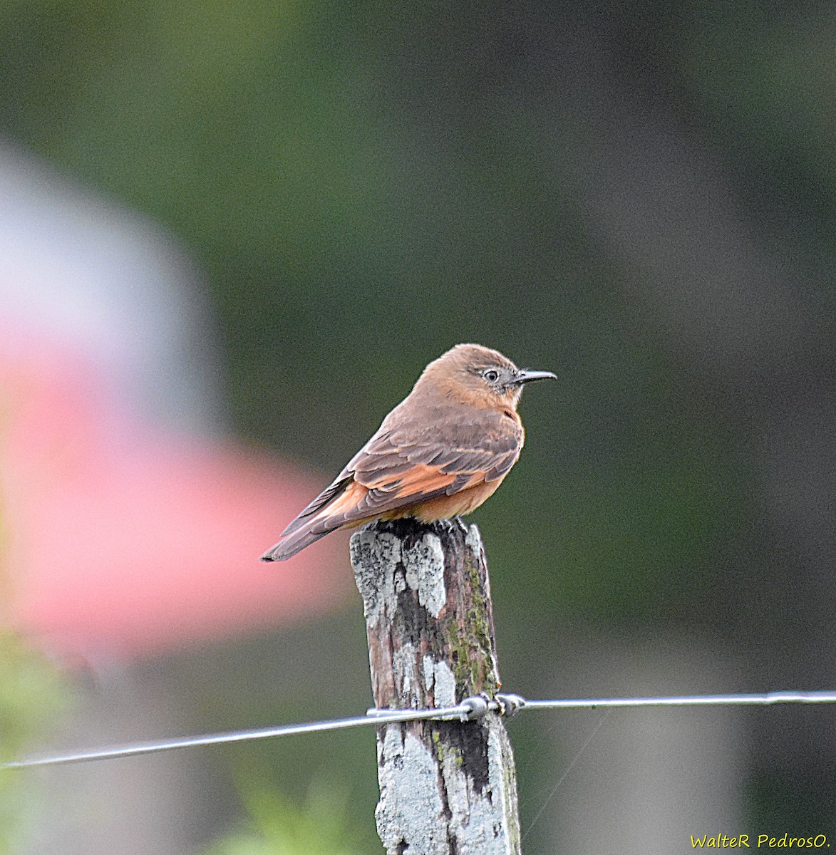 Cliff Flycatcher - ML644121452