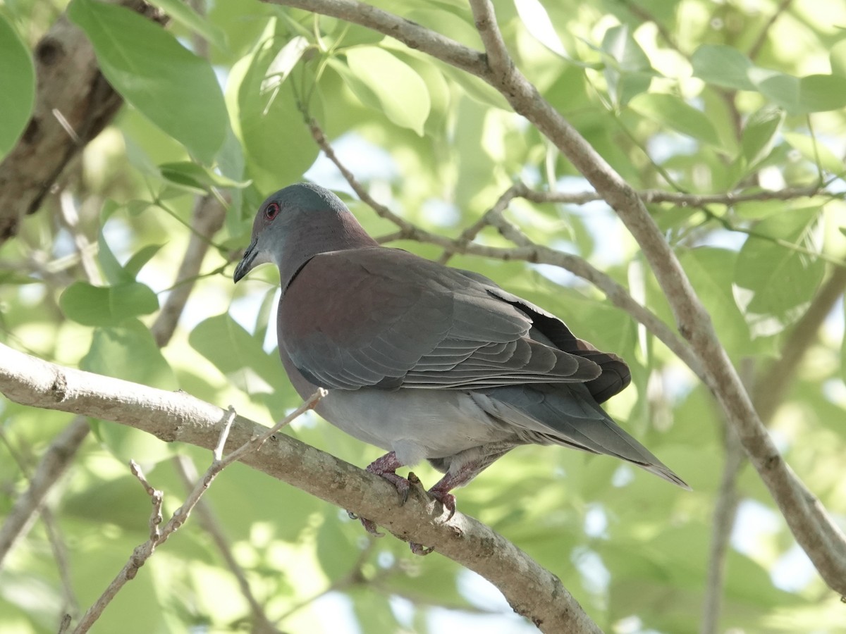 Pale-vented Pigeon - ML644121455