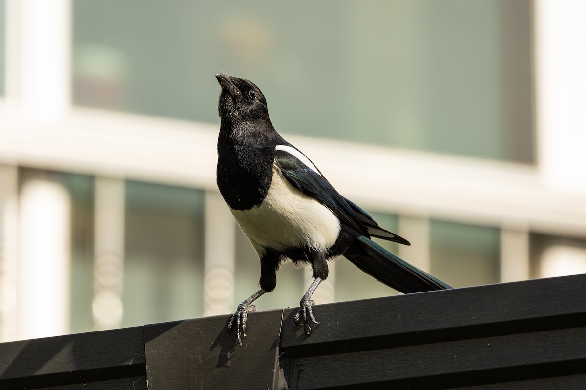 Oriental Magpie - ML644121458
