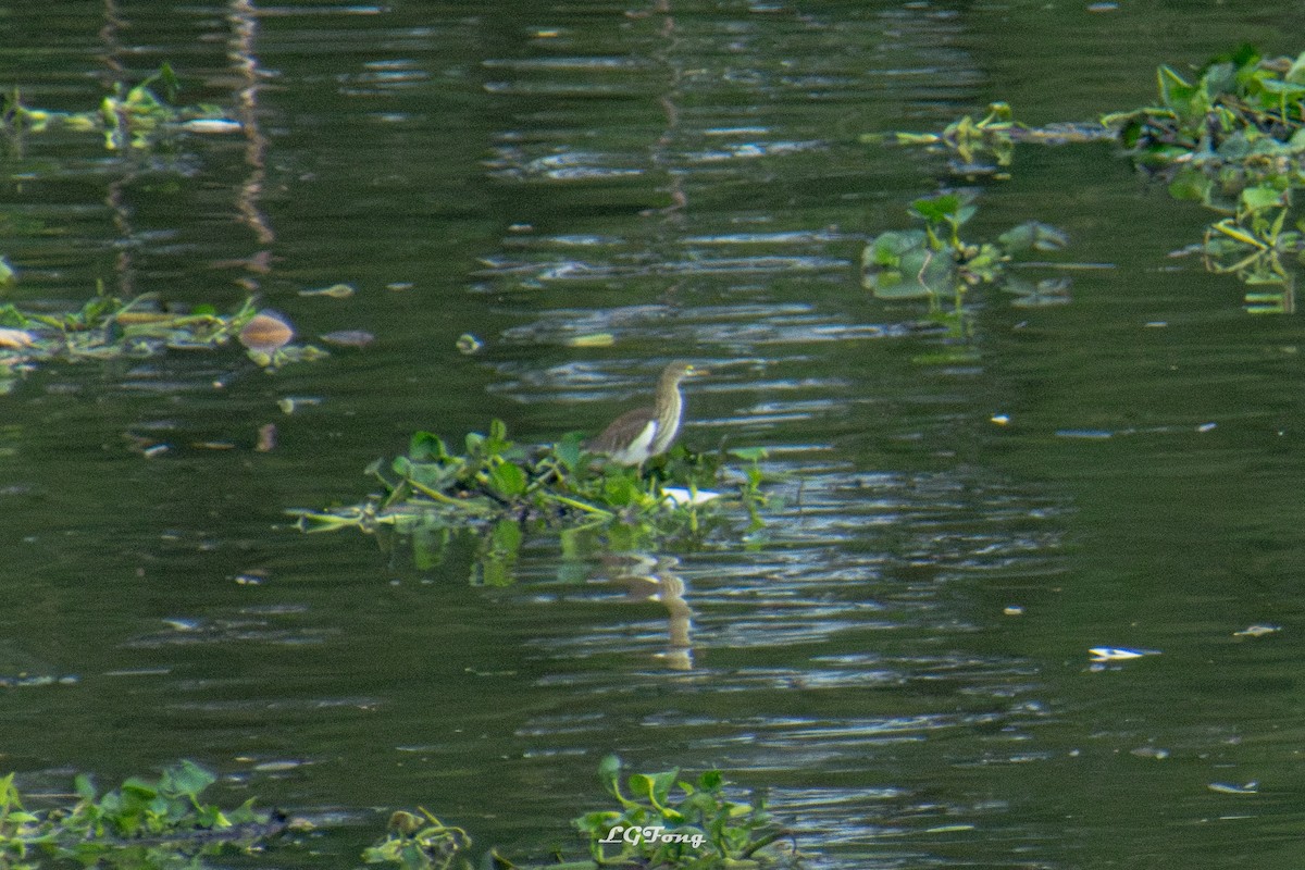 Chinese Pond-Heron - ML644121473