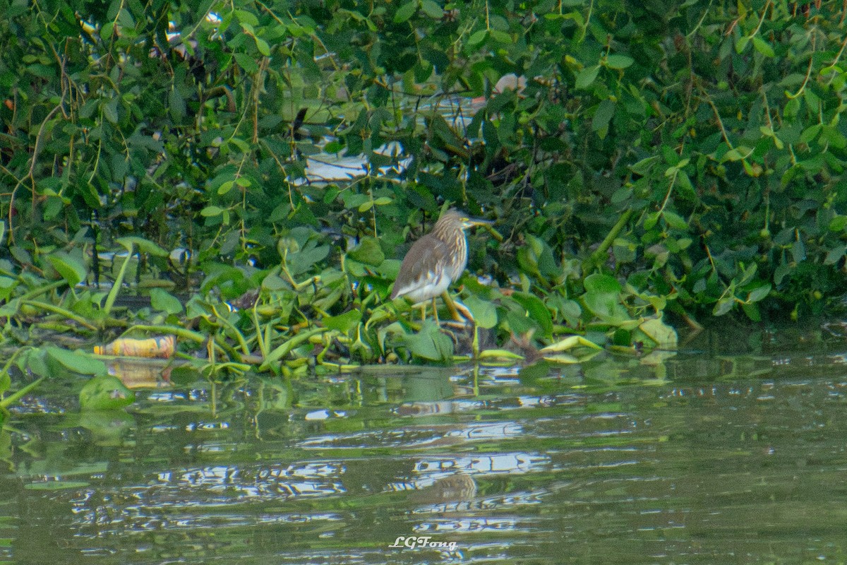 Chinese Pond-Heron - ML644121474