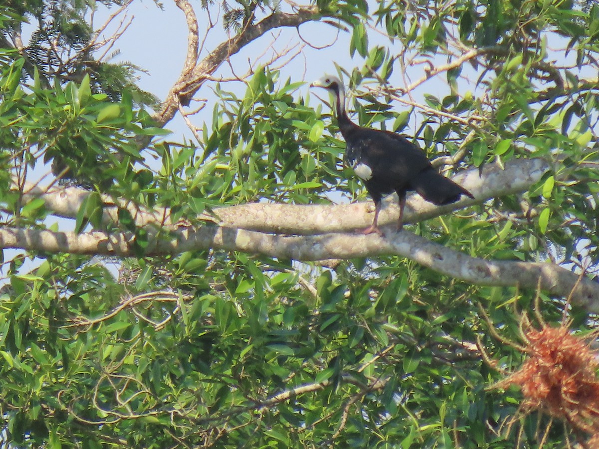 White-throated Piping-Guan - ML644121475