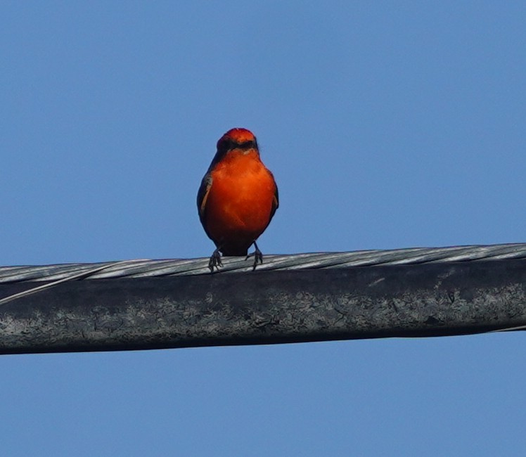 Vermilion Flycatcher - ML644121479