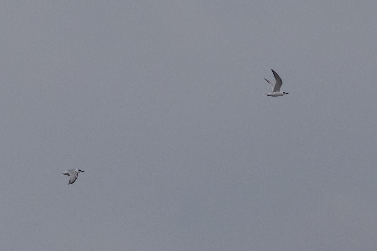 Forster's Tern - ML644121483