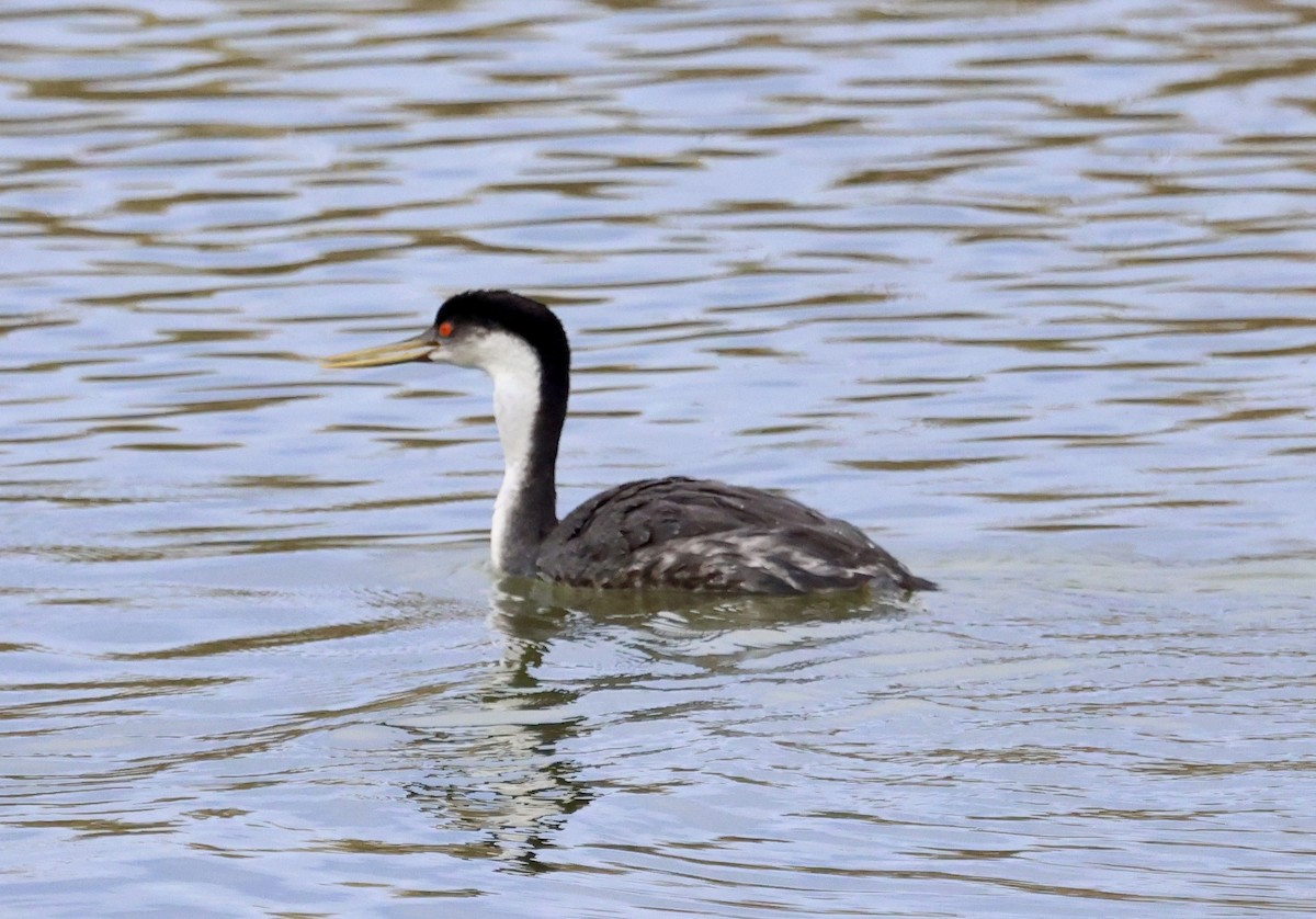 Western Grebe - ML644121487