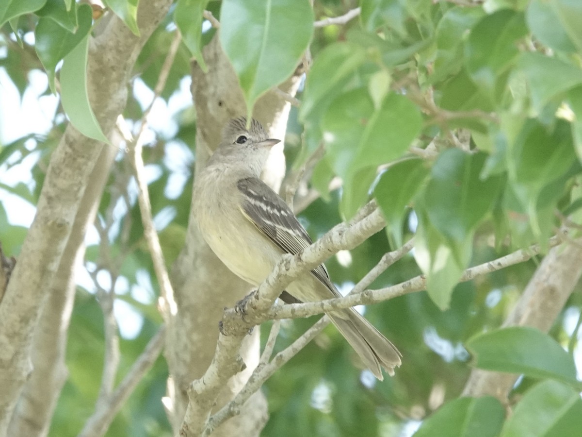 Yellow-bellied Elaenia - ML644121488