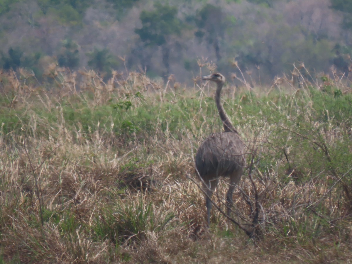 Greater Rhea - ML644121493