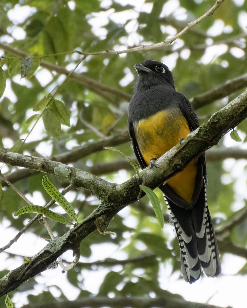 Mor Trogon - ML644121500