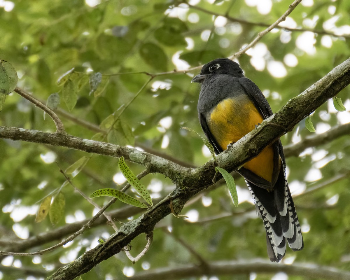 Mor Trogon - ML644121502
