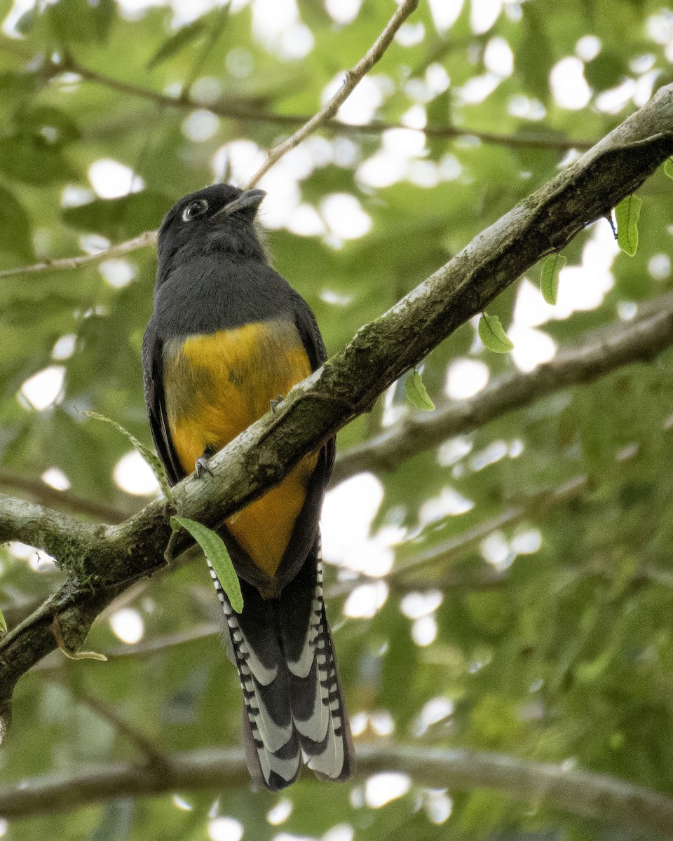 Mor Trogon - ML644121503