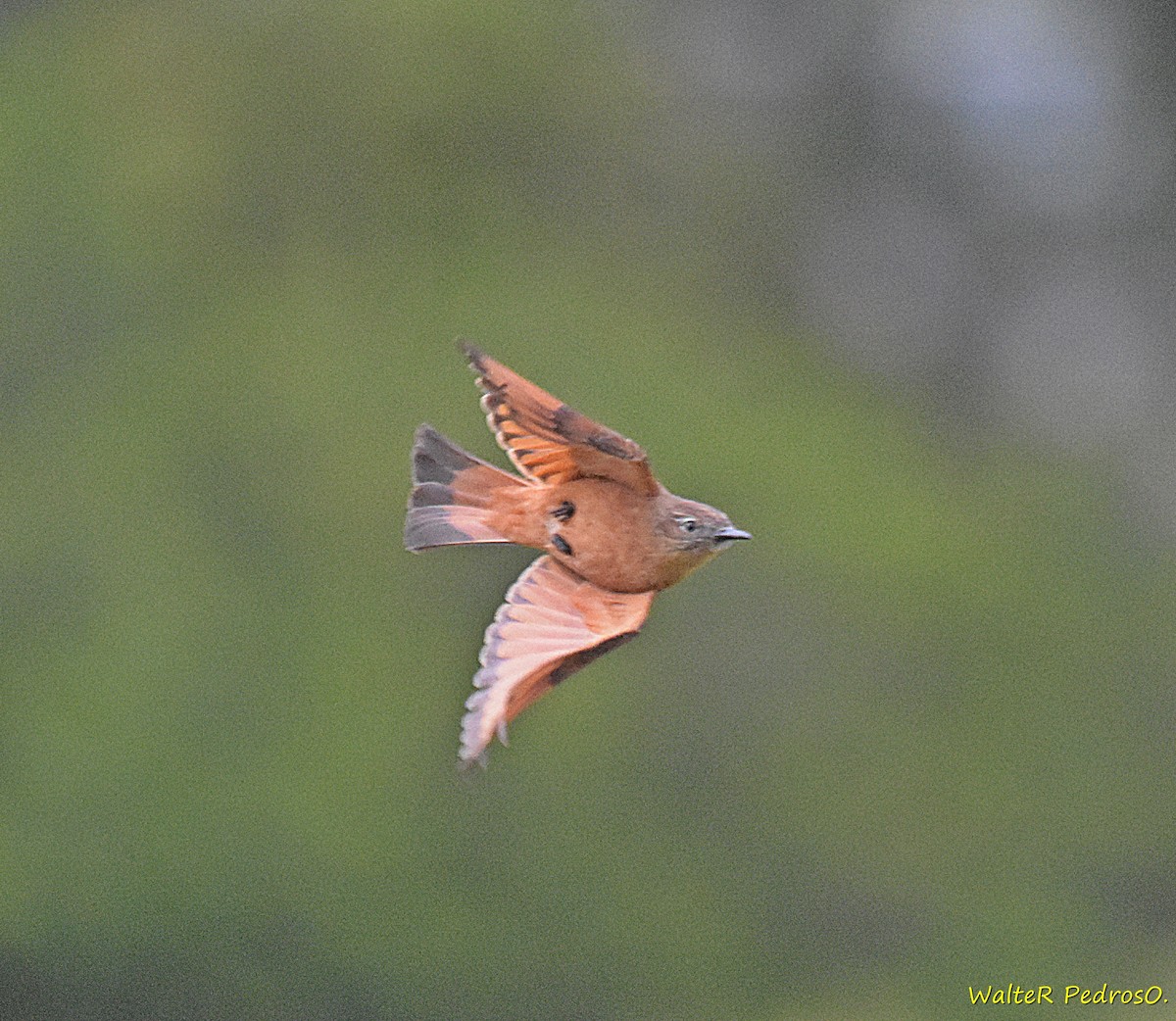 Cliff Flycatcher - ML644121505