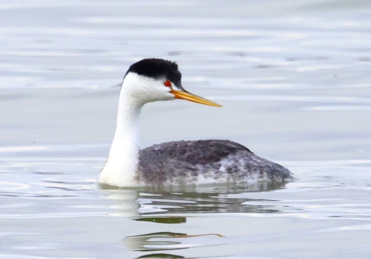 Clark's Grebe - ML644121506