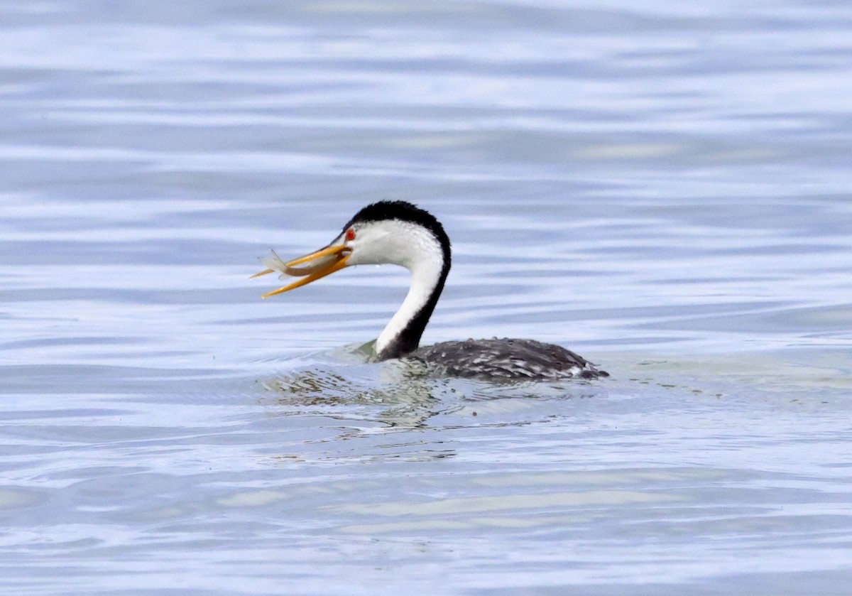 Clark's Grebe - ML644121507