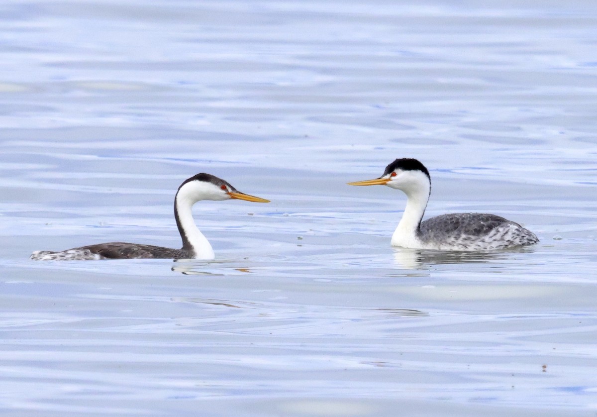Clark's Grebe - ML644121508