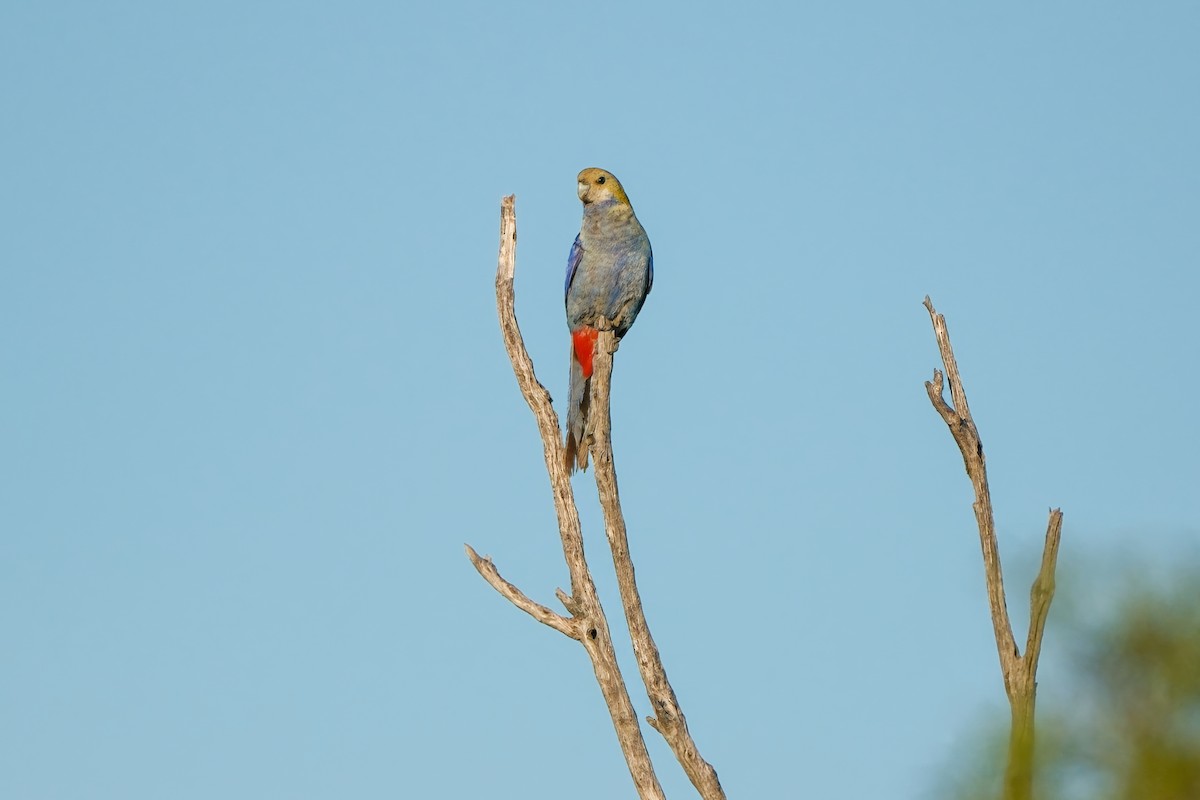 Pale-headed Rosella - ML644121513