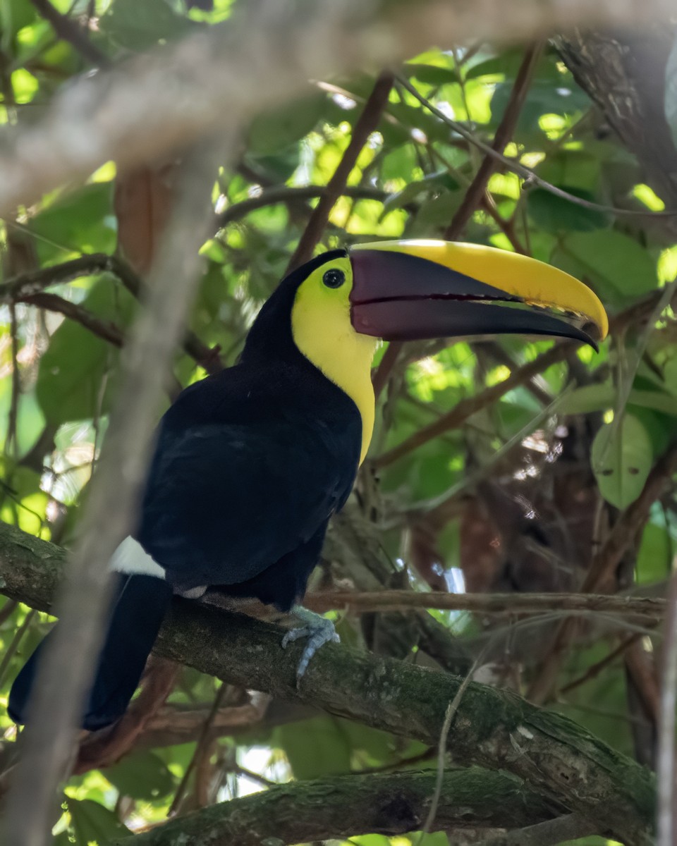 Toucan tocard - ML644121518