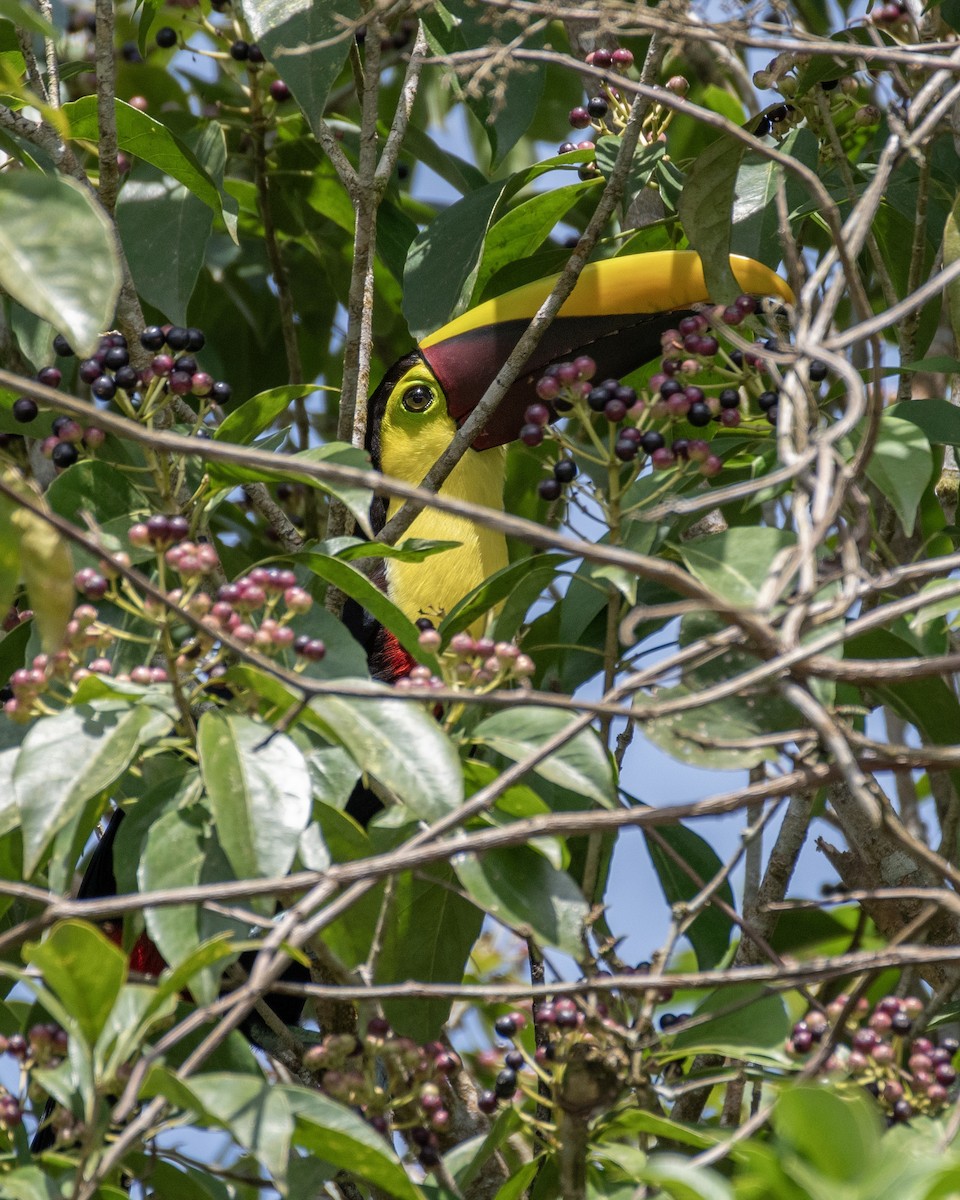 Toucan tocard - ML644121519