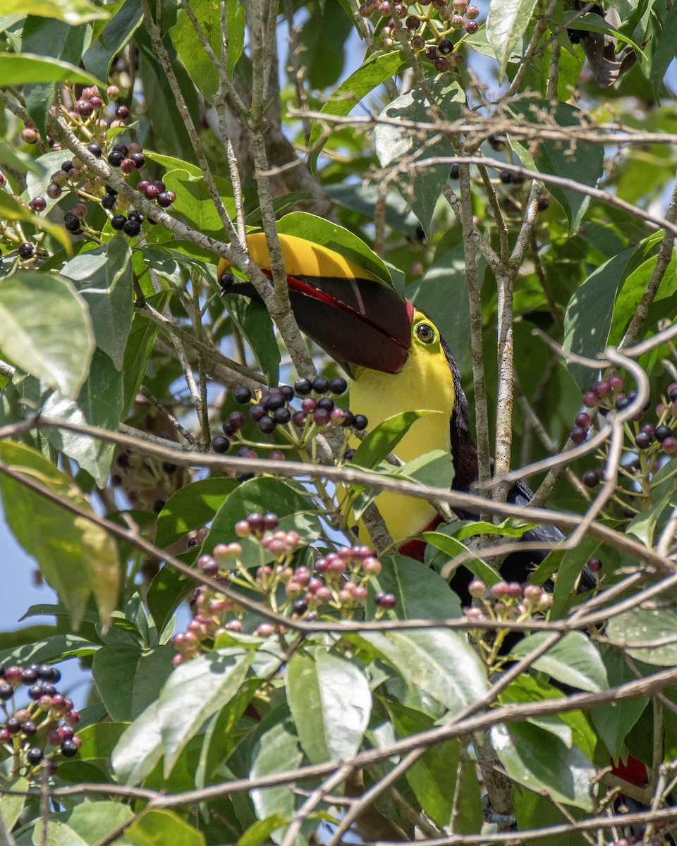 Toucan tocard - ML644121520