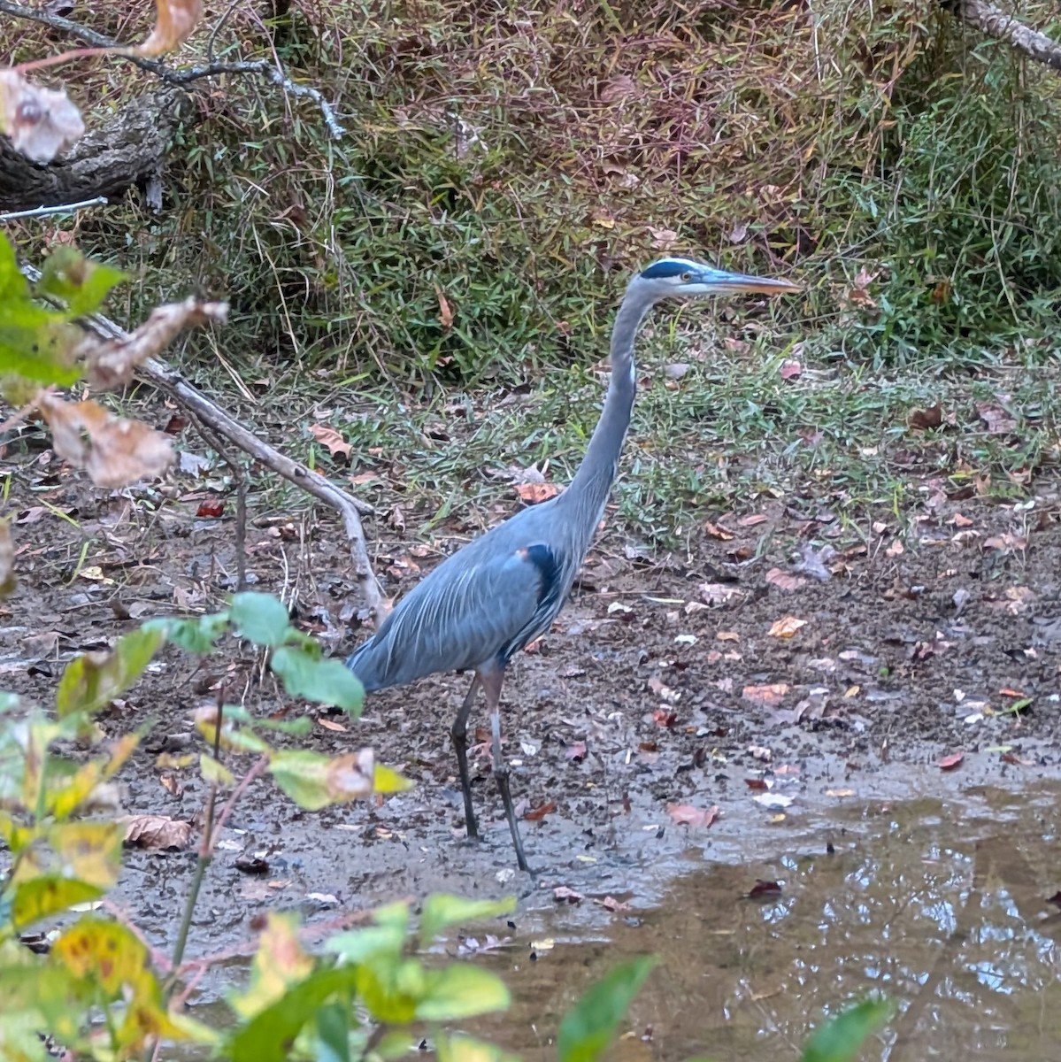 Great Blue Heron - ML644121526