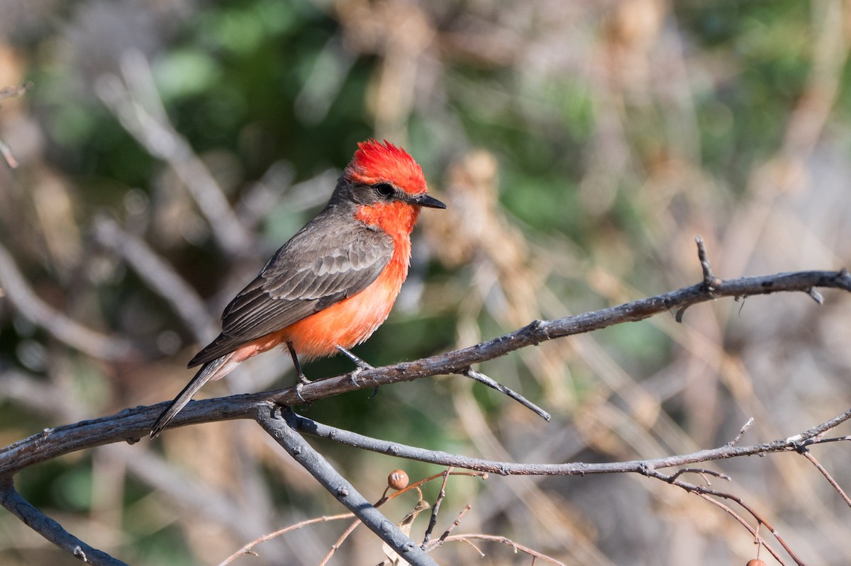Vermilion Flycatcher - ML644121532