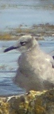 Antxeta mokogorri amerikarra - ML644121539
