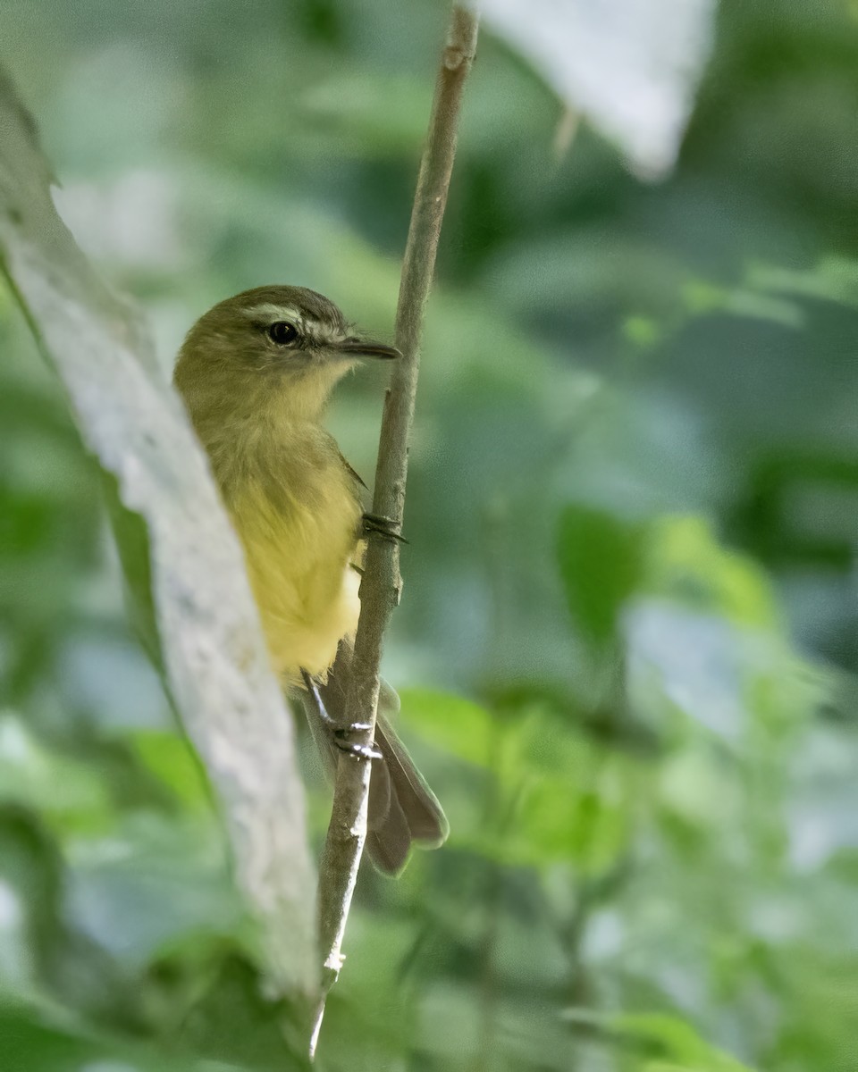 Yellow Tyrannulet - ML644121555
