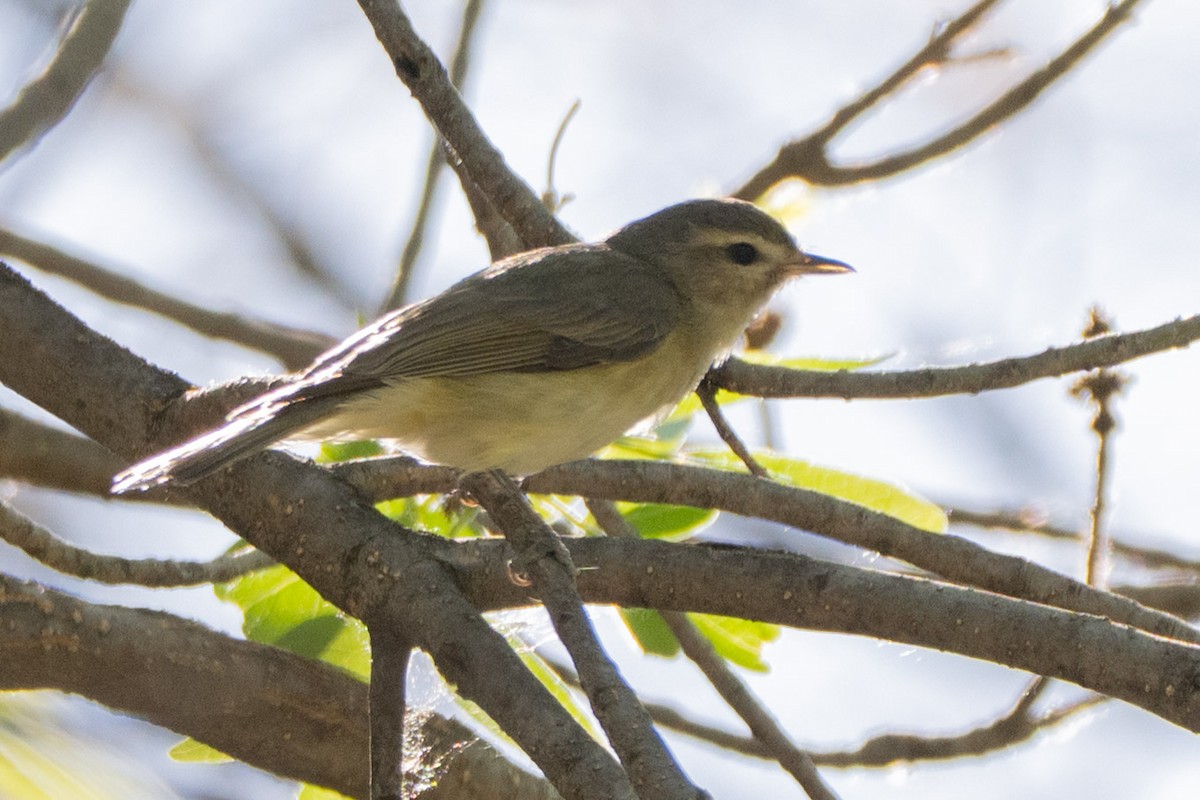 Western Warbling Vireo - Cello Caruso-Turiello 🐦‍⬛