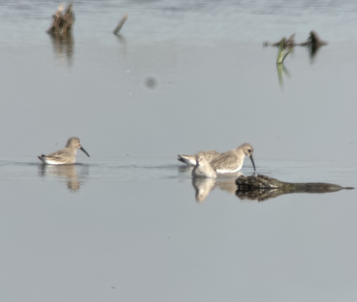 חופית אלפינית - ML644121581
