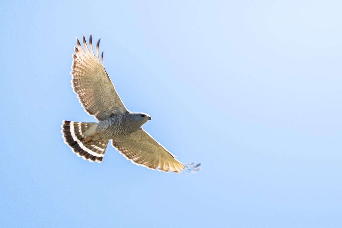 Канюк мексиканський - ML644121590