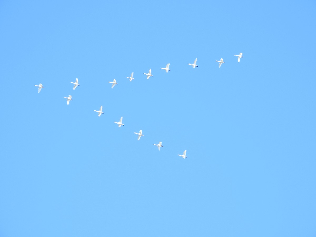 Tundra Swan - ML644121594