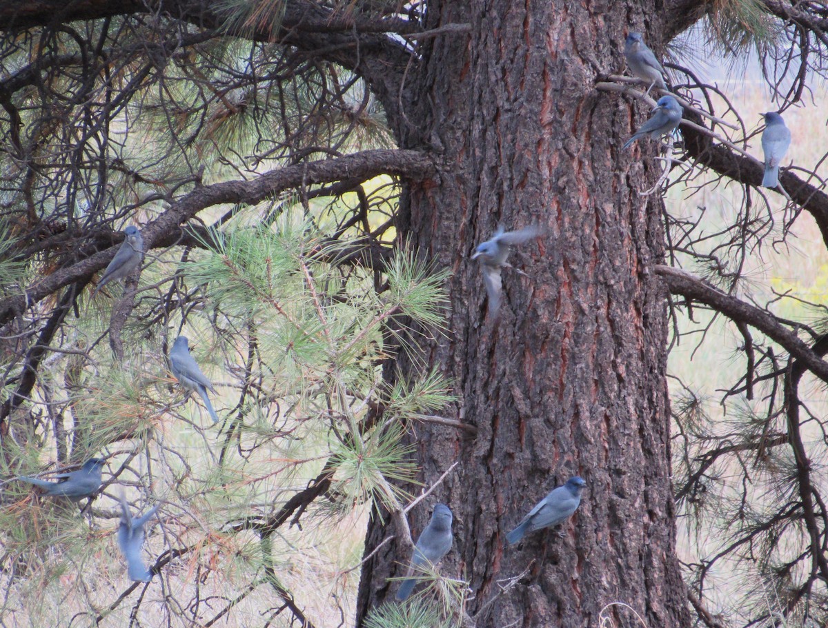 Pinyon Jay - ML644121597