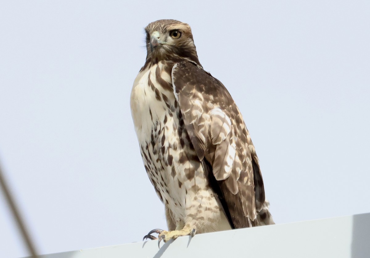Red-tailed Hawk - ML644121598