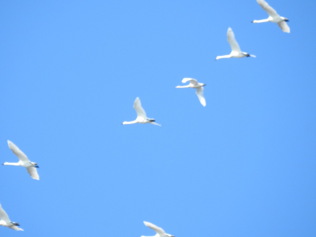 Tundra Swan - ML644121609