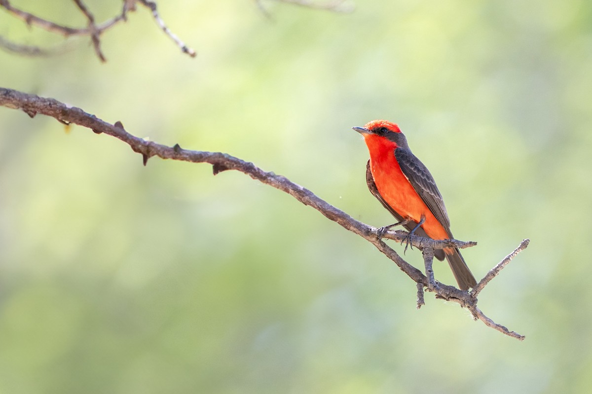 Vermilion Flycatcher - ML644121610