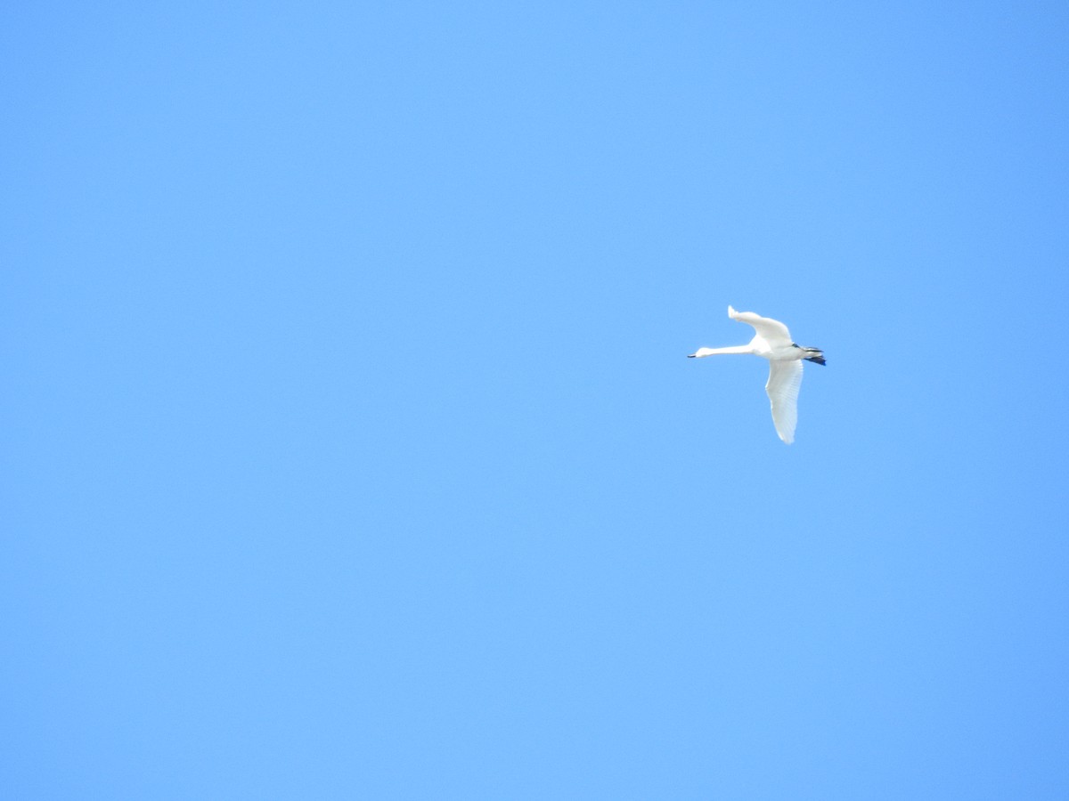 Tundra Swan - ML644121616