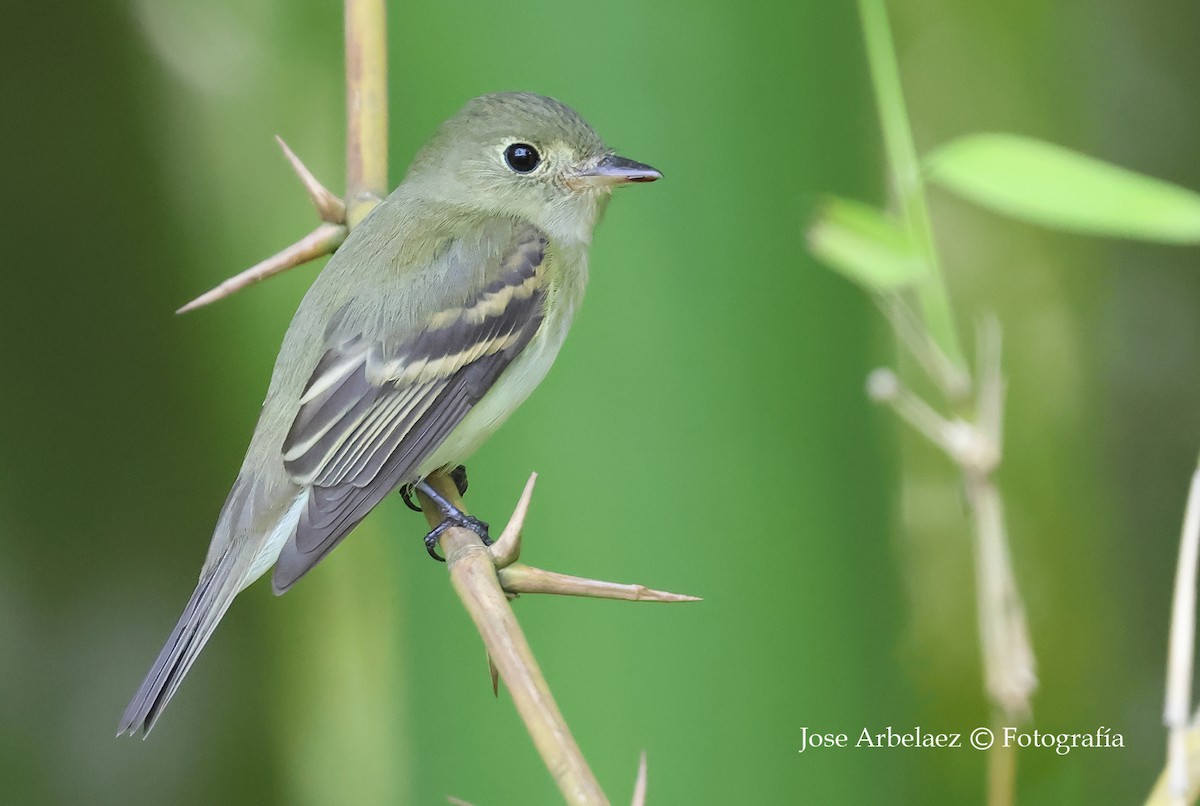 Acadian Flycatcher - ML644121648