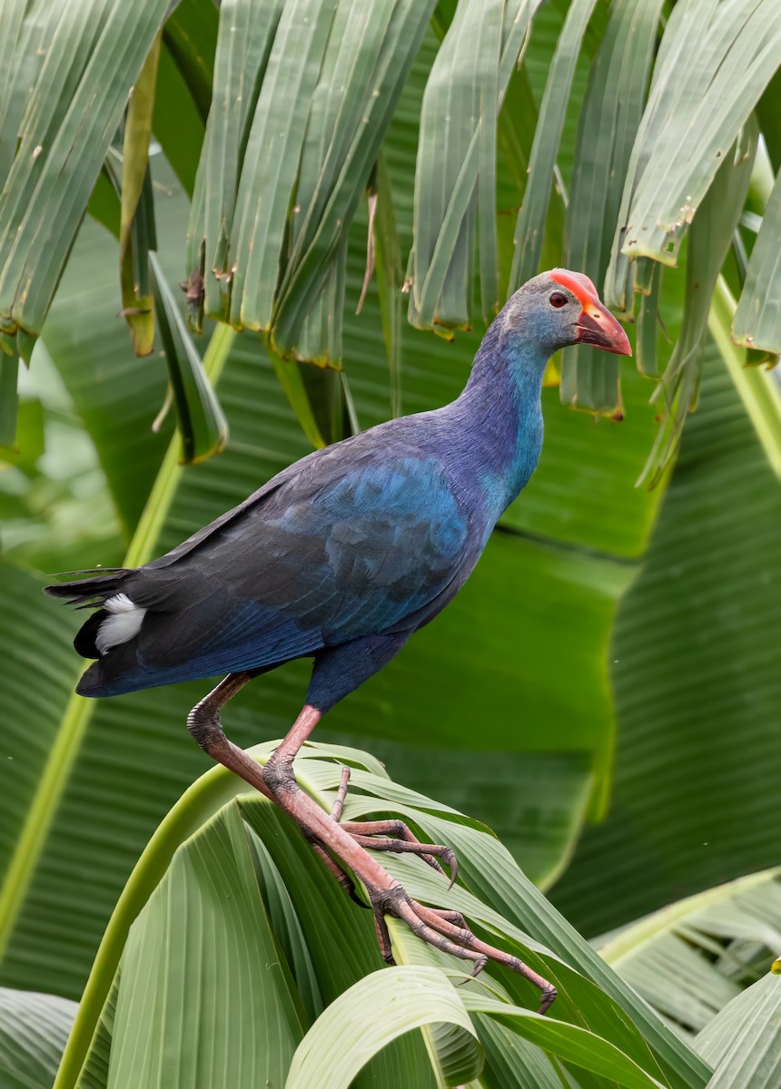 Gray-headed Swamphen - ML644121654