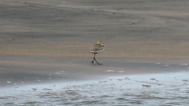 Greater Sand-Plover - ML644121665