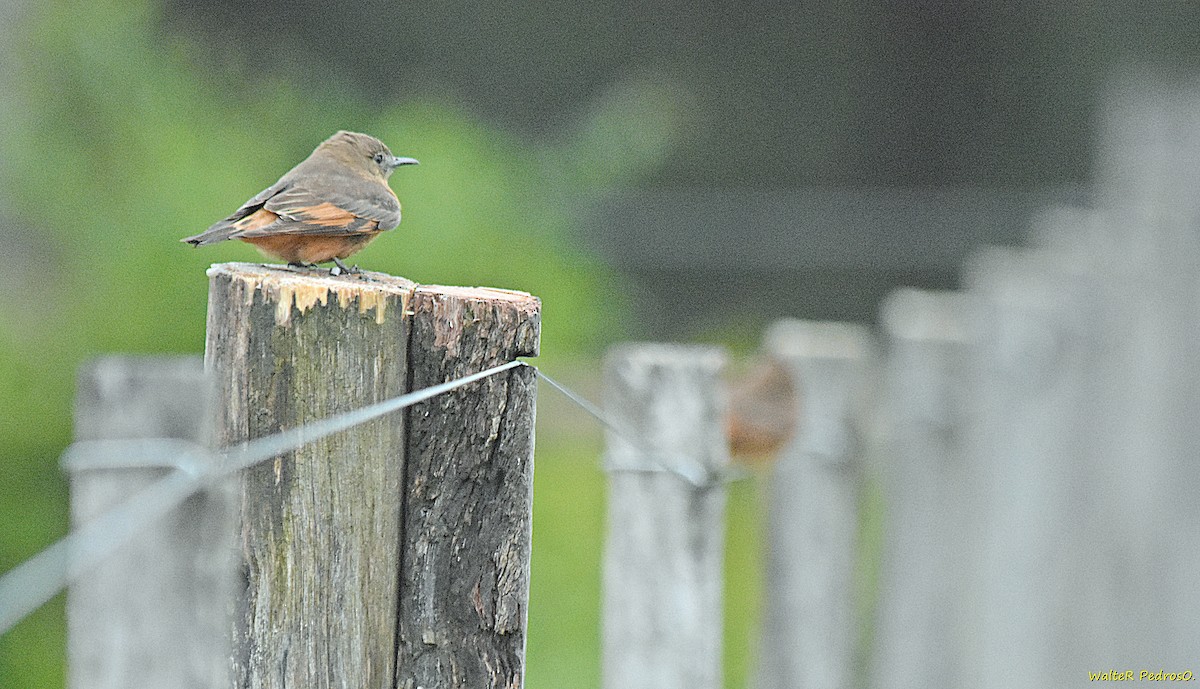 Cliff Flycatcher - ML644121668