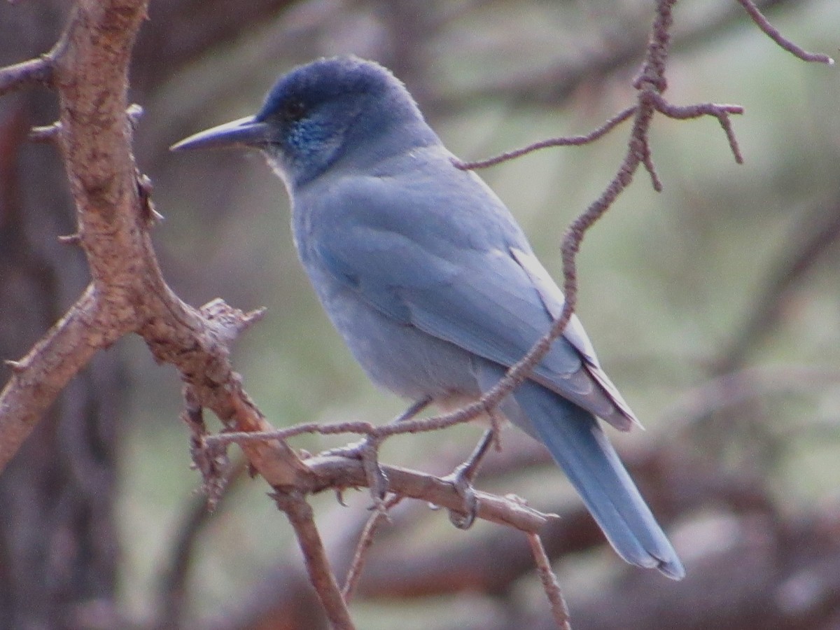 Pinyon Jay - ML644121681