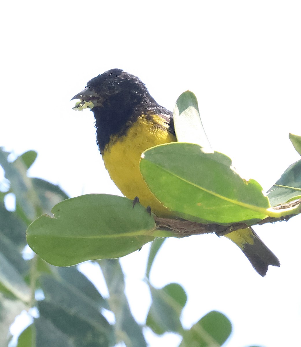Yellow-bellied Siskin - ML644121690