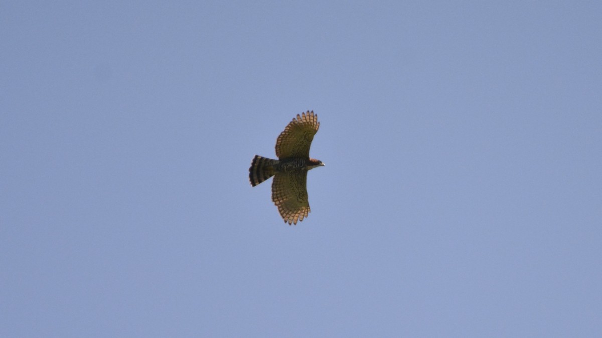 Ornate Hawk-Eagle - ML644121691