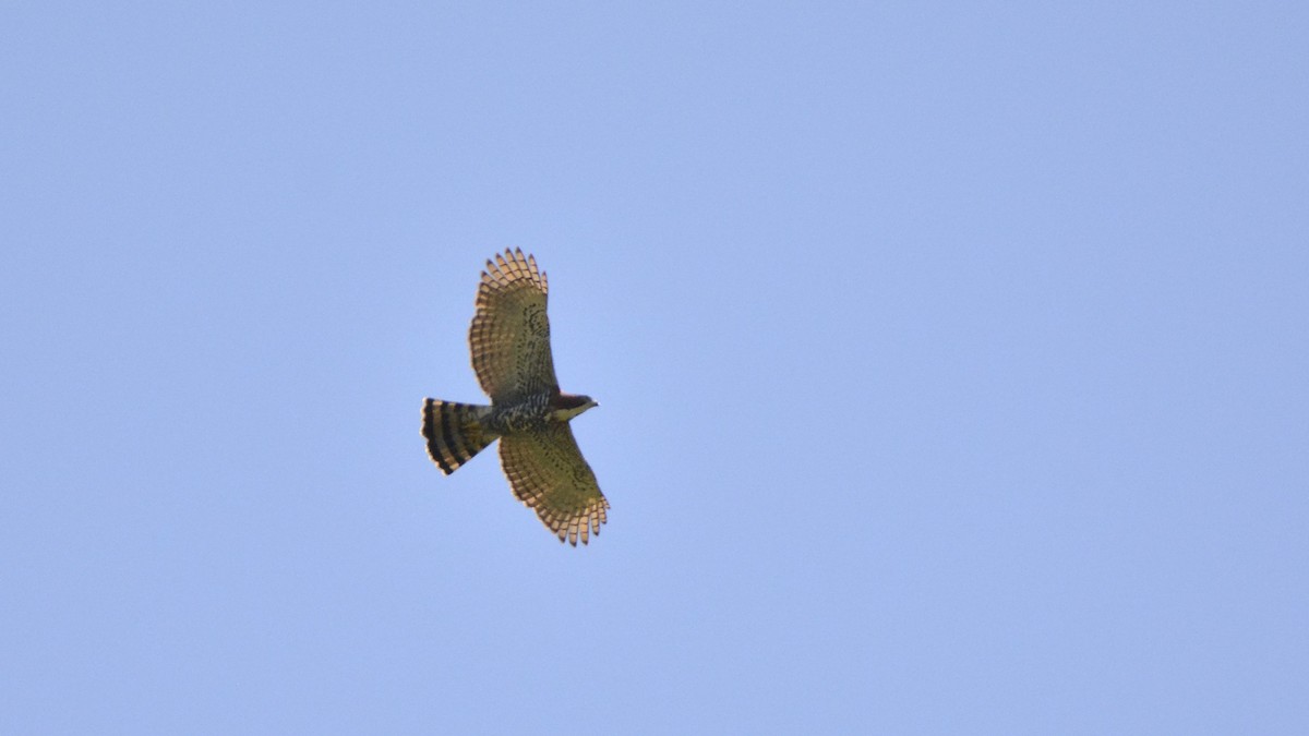 Ornate Hawk-Eagle - ML644121692